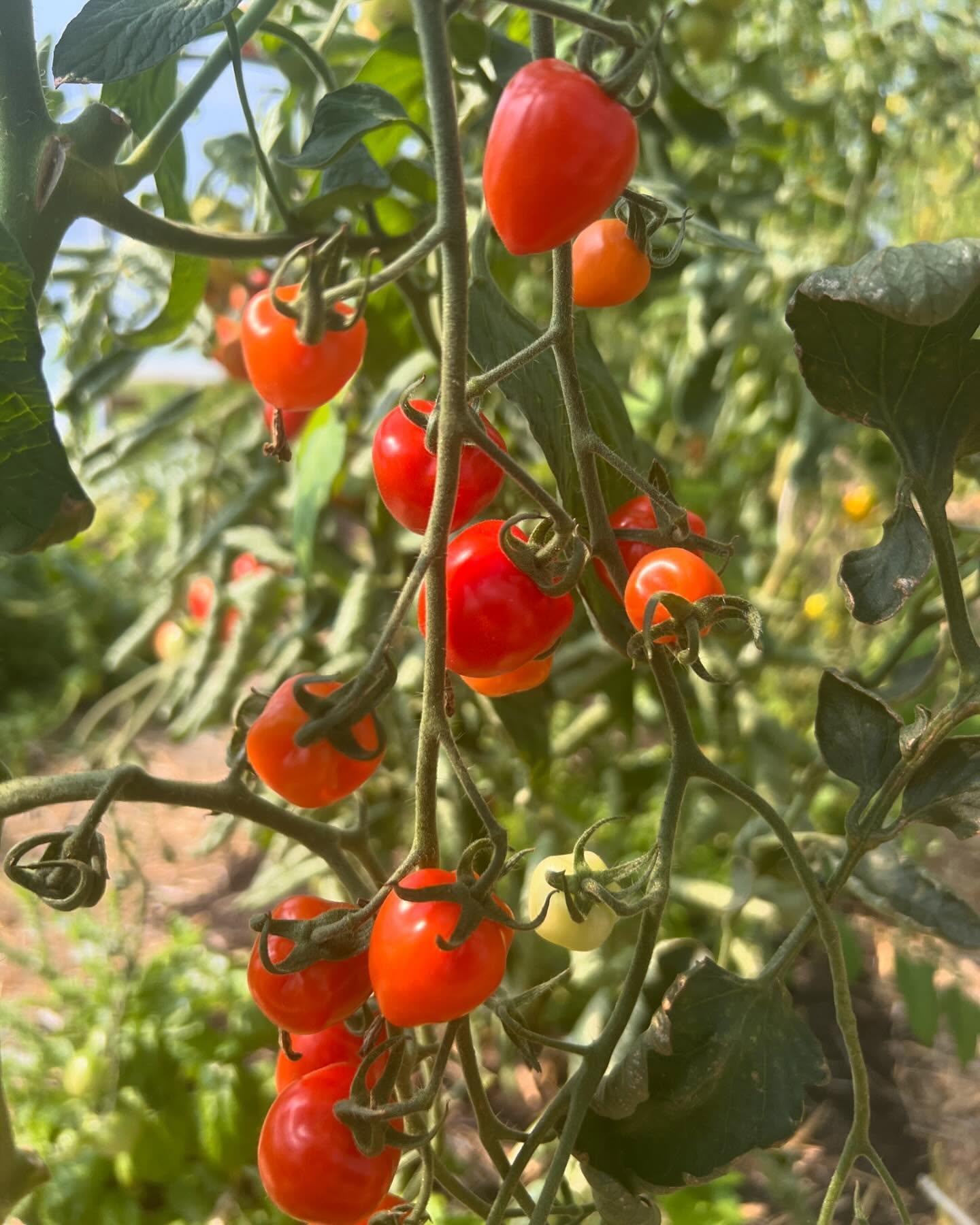 Freilandwerk – Galerie Bild 4